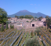 Grapevines of Pompeii with Mt Vesuviusavi col Vesuvio