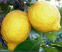 Sorrento, the land of the lemons